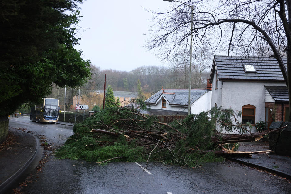 Spital Road in Birkenhead, Wirral was left blocked in both directions by a fallen tree. (Reach)





