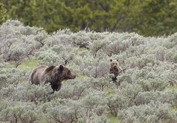 A sow and cub in Yellowstone National Park.