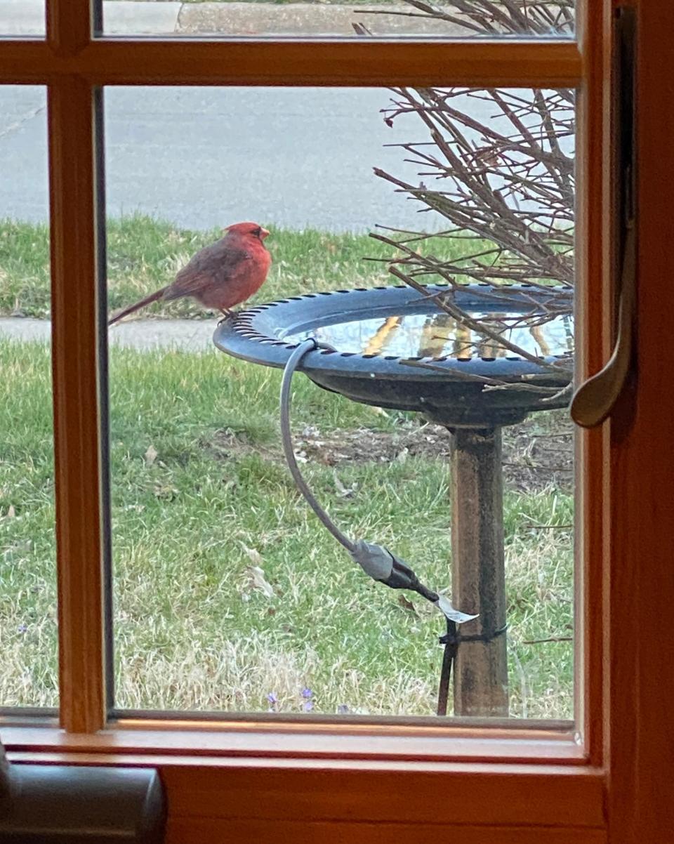 Cardinal at a BIRD BATH