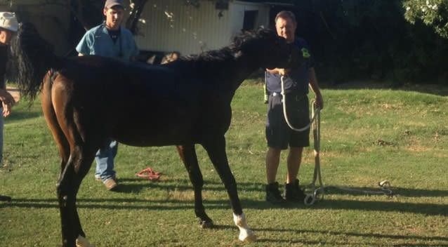 A veterinarian checked on the horse after it was pulled from the swimming pool. Photo: AP