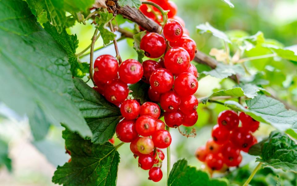 Statt zu importierten und gefriergetrockneten Goji-Beeren zu greifen, gönnen Sie sich doch lieber die in Deutschland heimischen Roten und Schwarzen Johannisbeeren. Diese können frisch genossen werden, das ist nicht nur gesünder, sondern auch besser für die Umwelt, kalorienärmer und kostengünstiger. Der Vitamin-C-Gehalt von Schwarzen Johannisbeeren ist sogar wesentlich höher als der von Goji-Beeren. (Bild: iStock / Veronika Viskova)