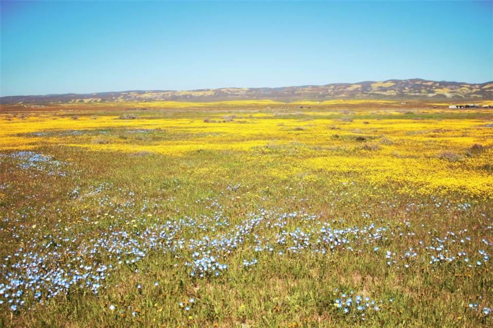 Vast fields of wildlowers bloom on the Carrizo Plain on April 8, 2023. Mackenzie Shuman/mshuman@thetribunenews.com