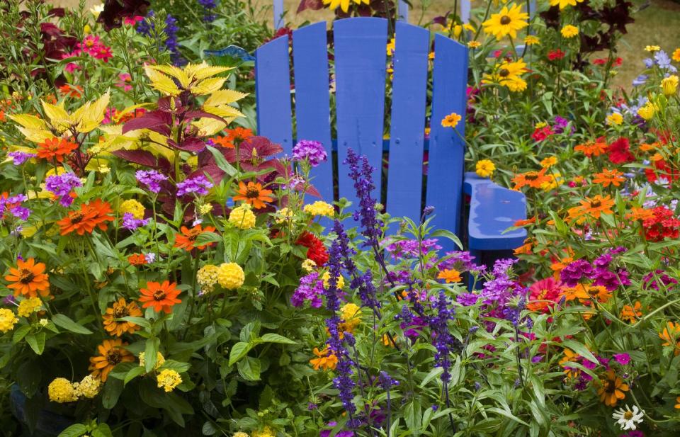 annual vs perennial flowers