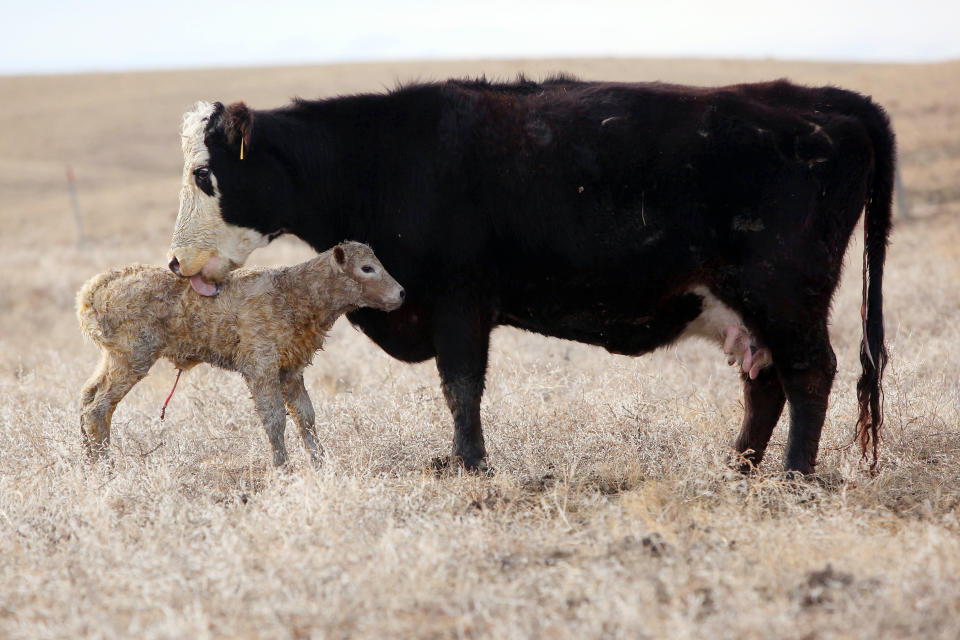 In this March 17, 2014 a cow cleans her newborn calf on the O'Connor Ranch near Philip, South Dakota. Rancher Chuck O'Connor brought in about 200 females to rebuild his herd which suffered losses in an unexpected blizzard last fall. With the arrival of the spring calving season, O'Connor estimates his herd will grow to around 500 in May. (AP Photo/Toby Brusseau)