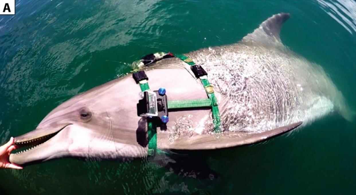 dolphin in water wearing harness with camera on the side