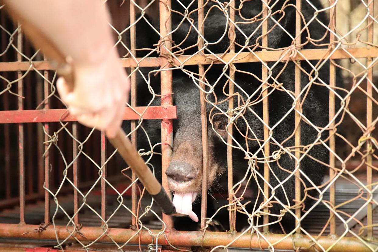 Bear rescued in Vietnam