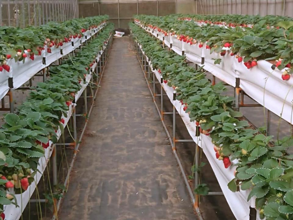 竹南的幸福草莓，採高架式栽培，香甜品質佳。