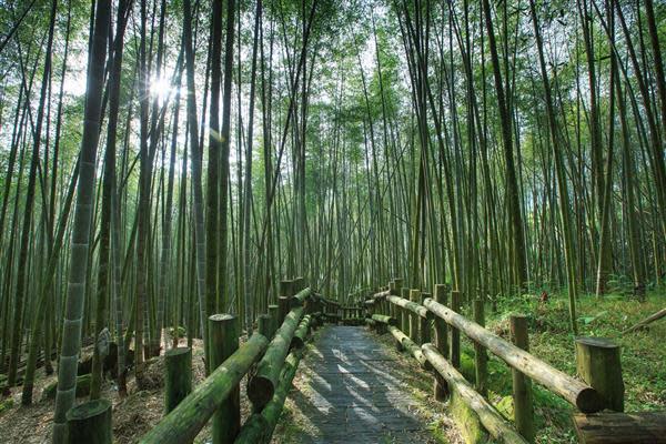 迷糊步道（圖片來源：嘉義縣文化觀光局）