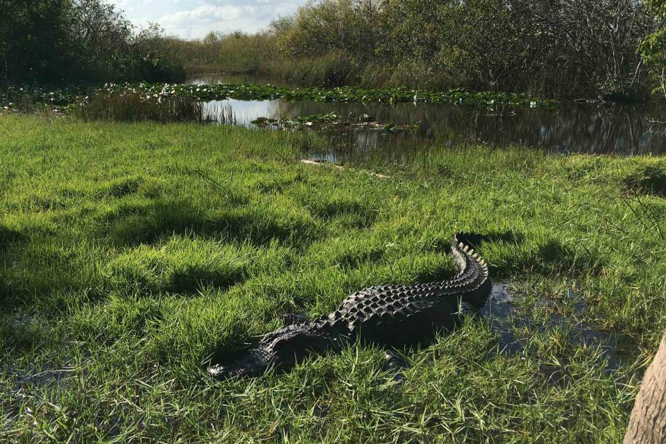 <p>Getty</p> Stock photo of a crocodile