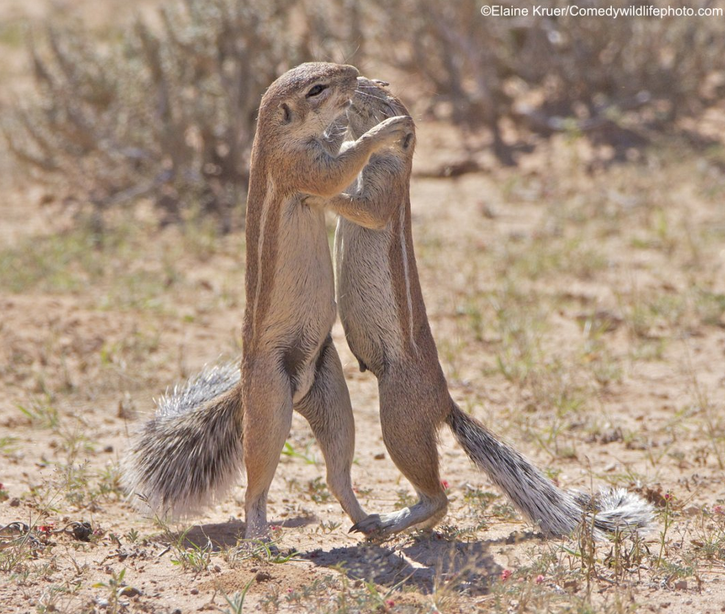 Les photos animalières les plus drôles de 2019