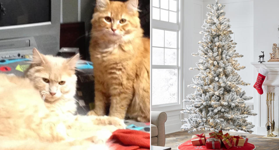 Cats die after ingesting Christmas tree flocking. 