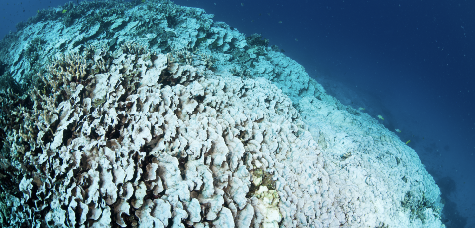 This photo from the Asner research group at ASU shows a severe case of coral bleaching observed off the coast of Hawaii.