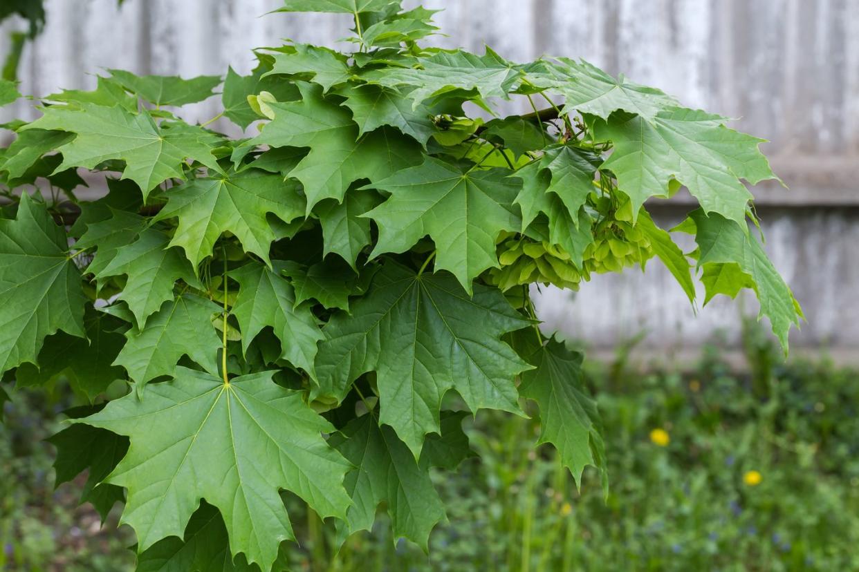 invasive plants giant hogweed