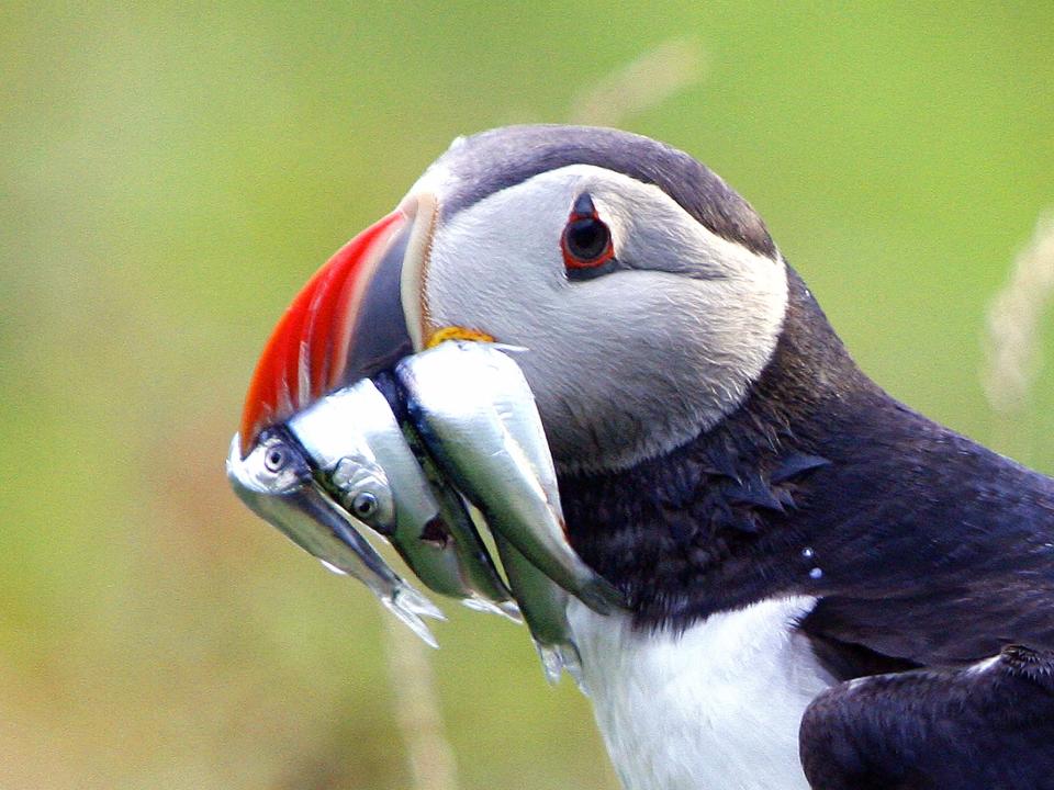 puffin fish