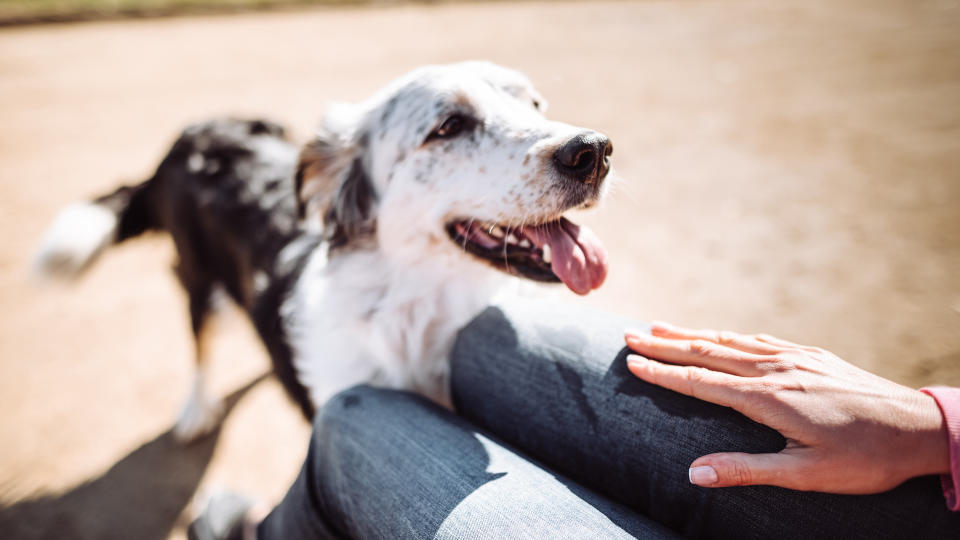 Dog wagging tail at owner's knee