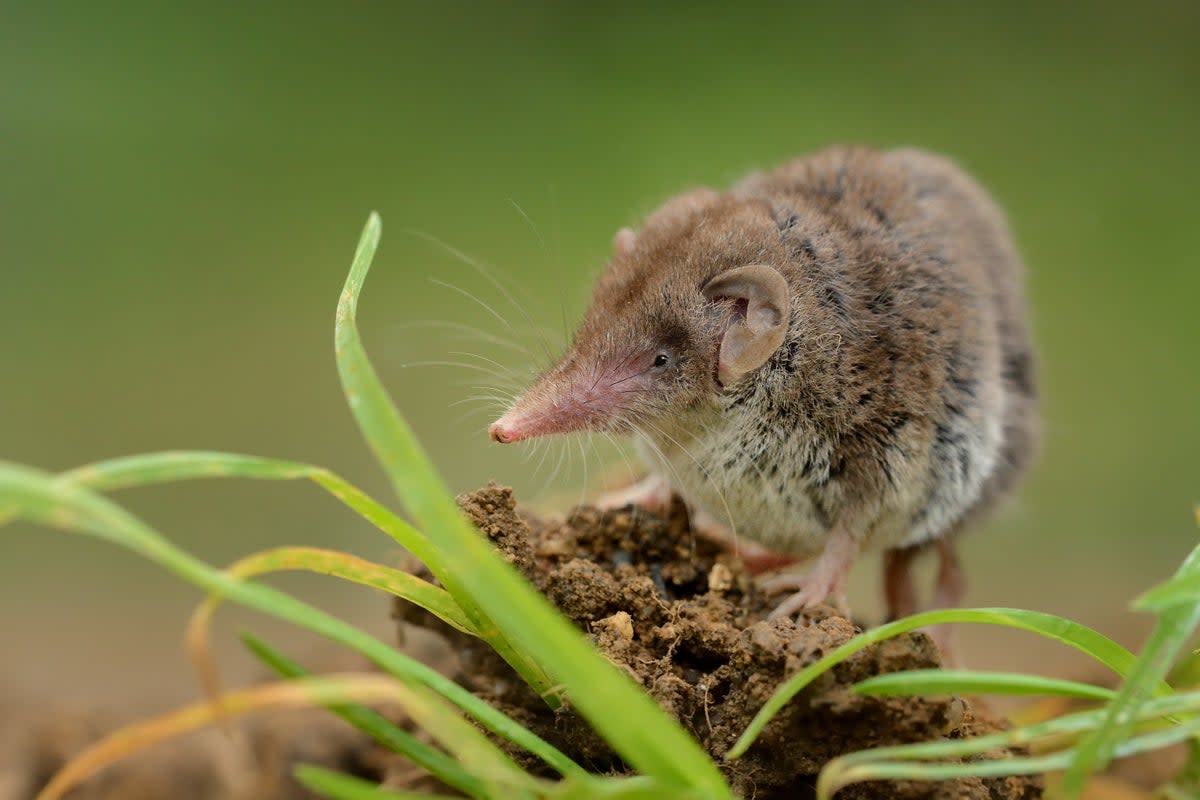 Una musaraña (Getty Images/iStockphoto)