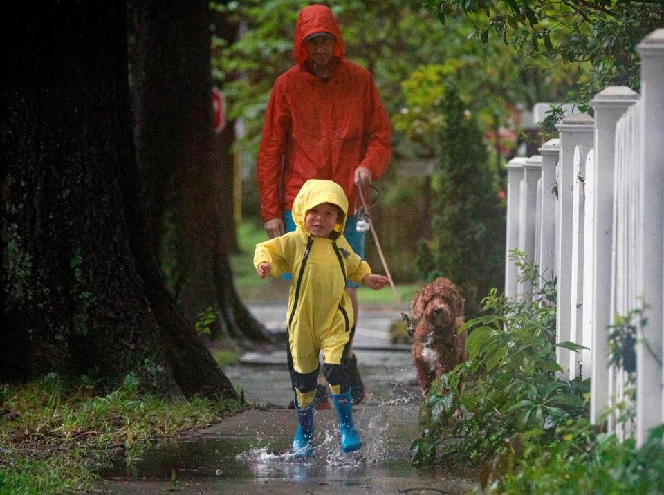 Miles Berger, 3, splashes in a puddle while walking with David Berger and Bowie, an Australian Labradoodle, near downtown Durham as rain from Tropical Storm Debby soaks the Triangle on Thursday, Aug. 8, 2024.