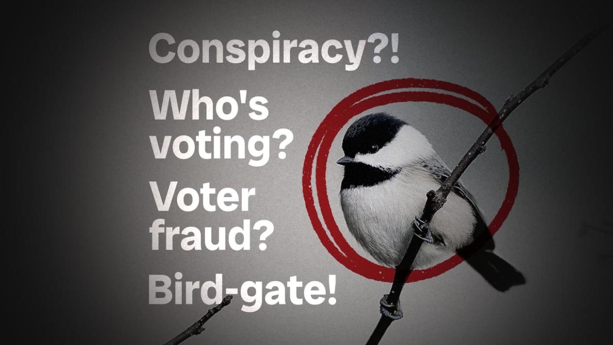 The city of Regina's quest to find an official bird saw thousands of votes cast for the winner. But were they legitimate? CBC investigates.  (CBC  - image credit)