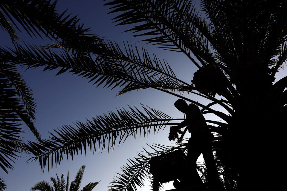Date palm harvest in the West Bank