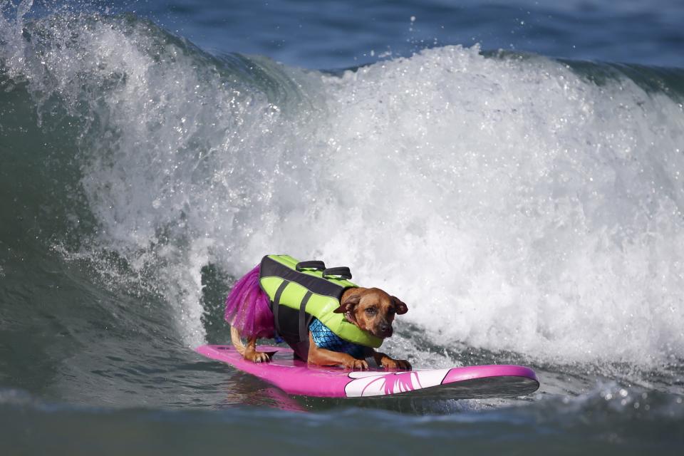 A dog surfs during the Surf City Surf Dog Contest in Huntington Beach