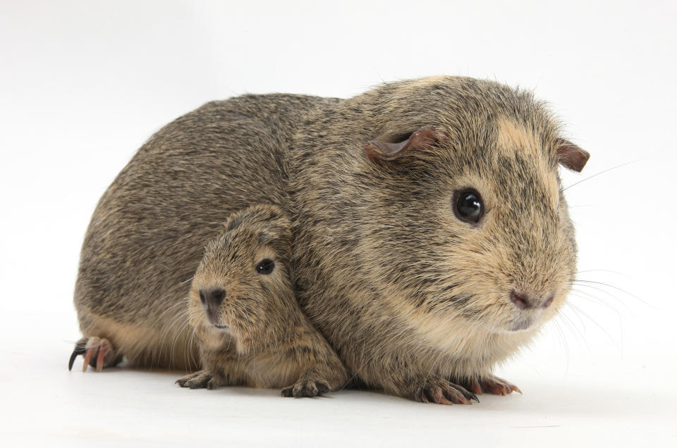 <p>Yellow-agouti adult and baby guinea pigs. (Warren Photographic/Mercury Press) </p>