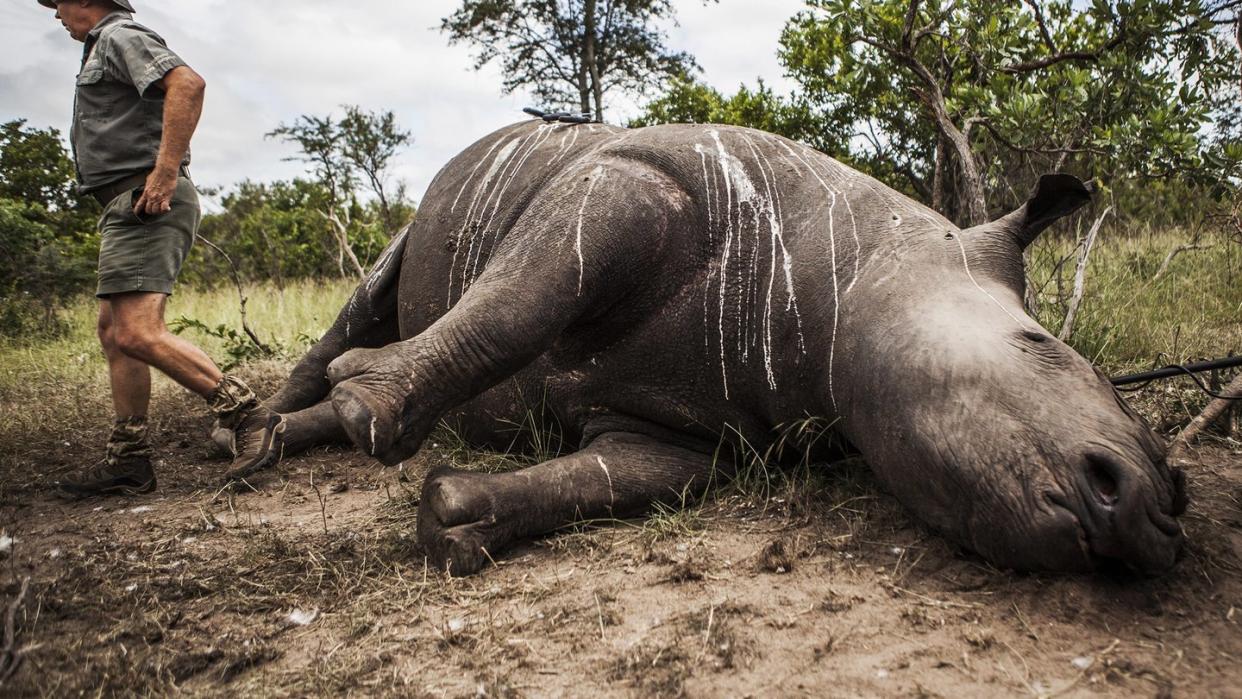 Getötetes Nashorn im Krüger National Park. Nördlich von Johannesburg hat die Polizei 167 Hörner von Nashörnern beschlagnahmt. Dabei wurden zwei Verdächtige festgenommen. Foto: Salym Fayad