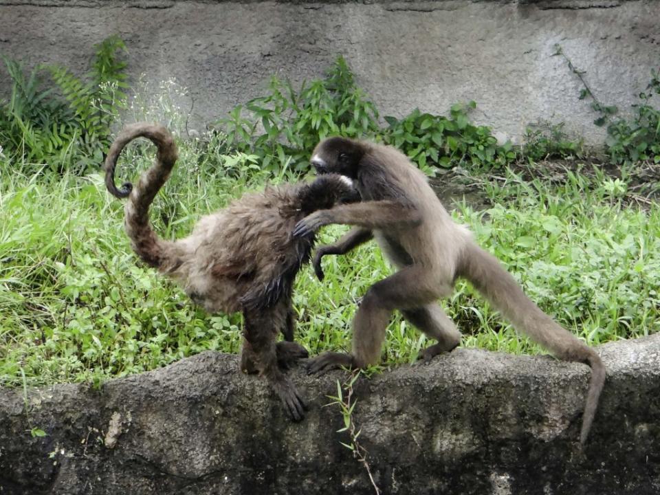 打架鬧事是棕蜘蛛猴的日常體。（台北市立動物園提供）