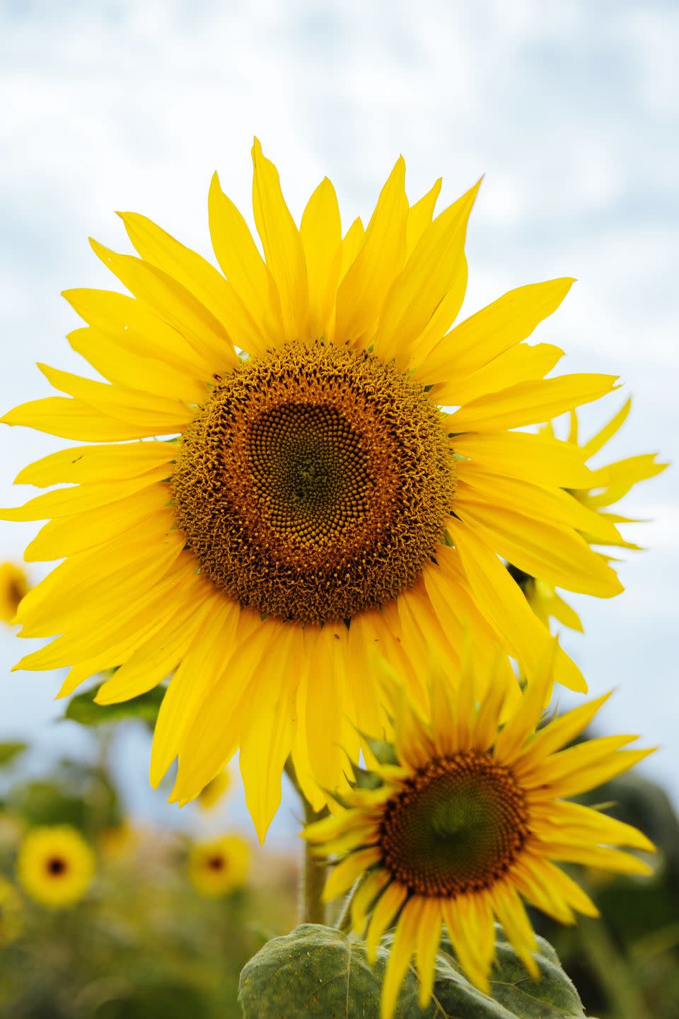 close up of sunflowers growing at farm against sky