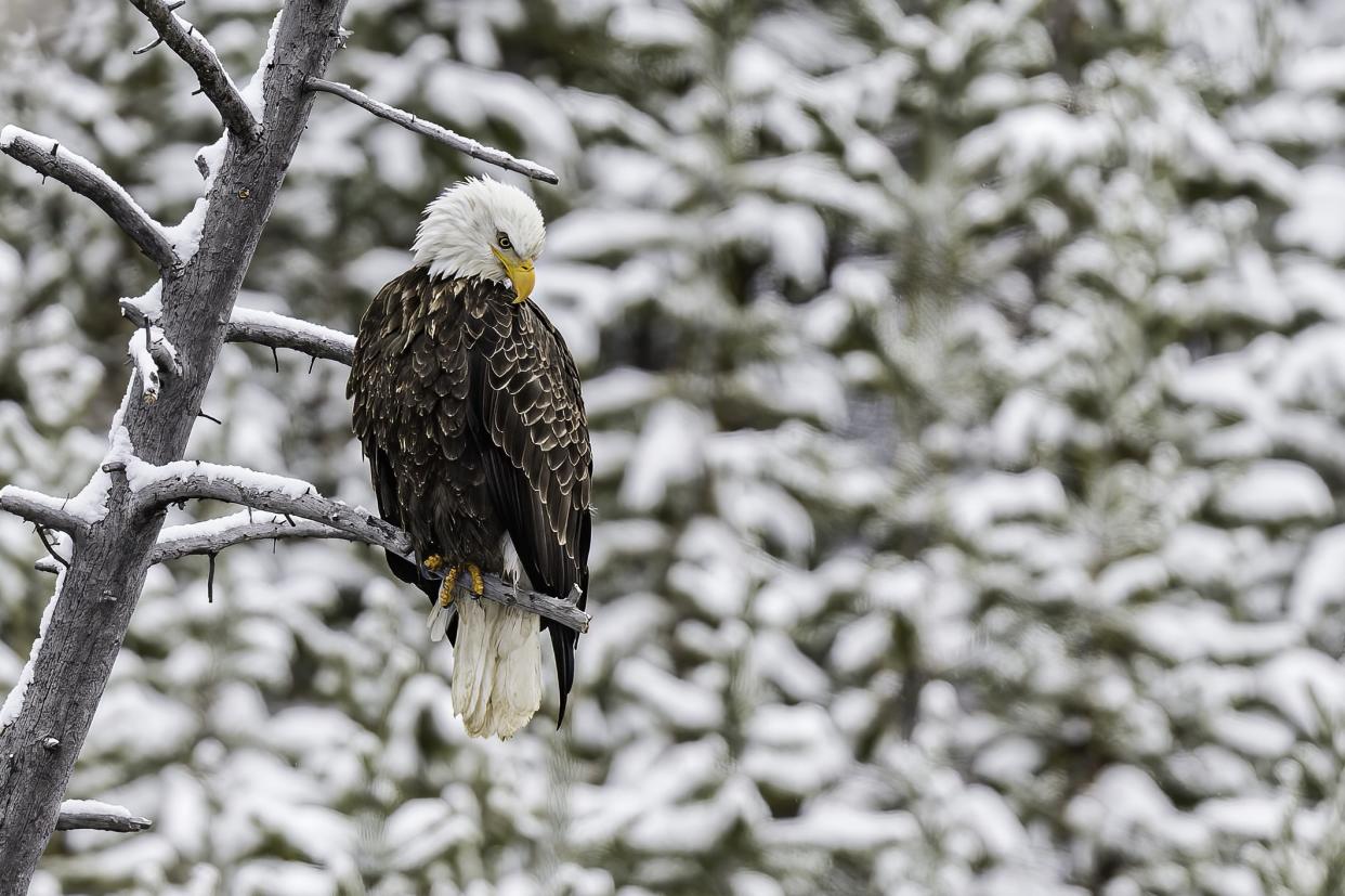 Bald Eagle, Haliaeetus leucocephalus;  sitting on a tree, Winter in Yellowstone National Park, Wyoming.