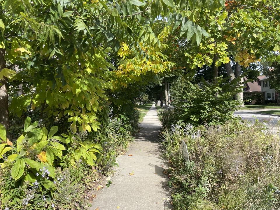 Ed Sternberg's lawn and right of way space between the sidewalk and street teem with natural plants and trees. The Wauwatosa Board of Public Works will discuss Sternberg's yard, including whether he should remove any landscaping from the right of way, at its meeting Nov. 8.