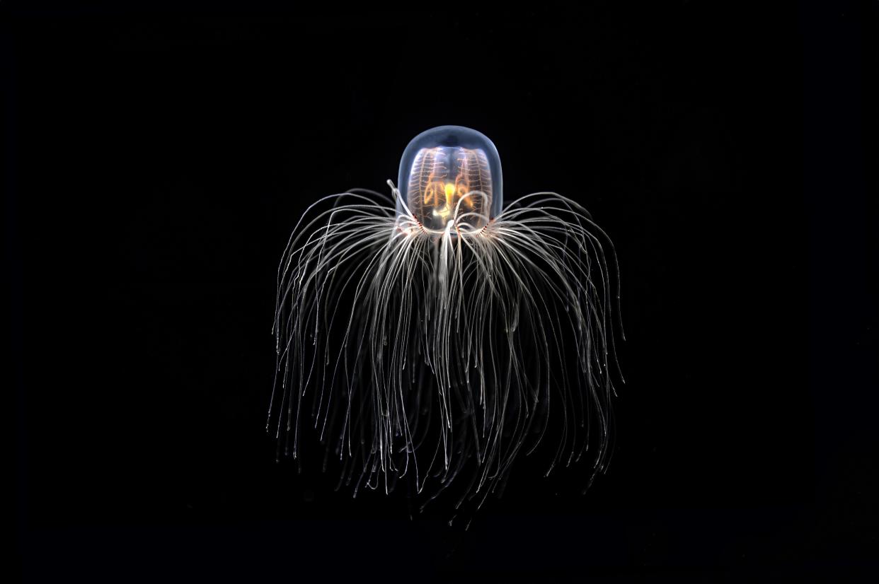 La medusa Turritopsis dohrnii lleva el apellido de 