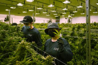 A worker holds a cannibis leaf as they trim cannibis plants that are close to harvest in a grow room at the Greenleaf Medical Cannabis facility in Richmond, Va., Thursday, June 17, 2021. The date for legalizing marijuana possession is drawing near in Virginia, and advocacy groups have been flooded with calls from people trying to understand exactly what becomes legal in July. (AP Photo/Steve Helber)