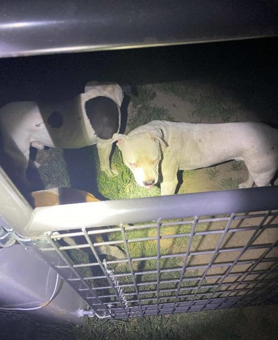 Three dogs are pictured after a 2022 late night call about the dogs trying to attack livestock.