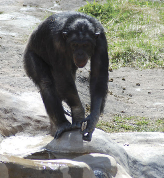 The 33-year-old chimpanzee, Santino, has a habit of sneaking up on visitors and hurling stone projectiles at them. Here, he is slowly moving toward visitors, with two projectiles in his left hand. (This image was taken 31 seconds before the thr