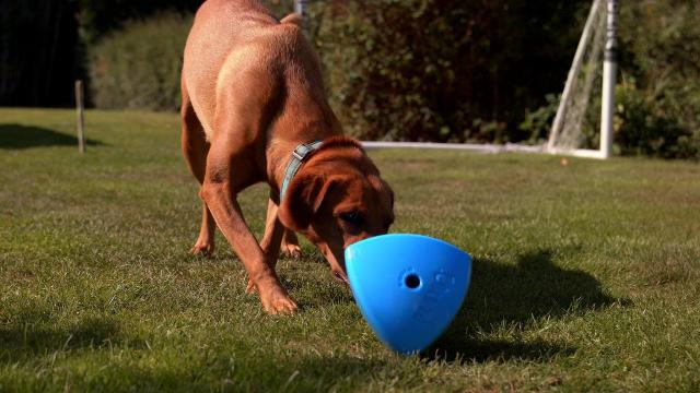 Now on Kickstarter: Dog Treat Dispenser