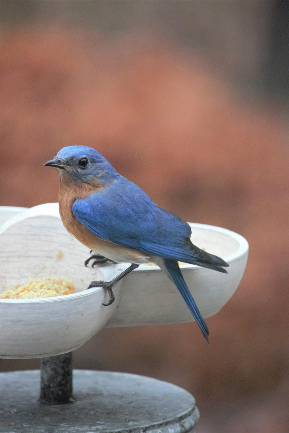 Eastern Bluebird on a feeder designed and 3D-printed by Luke Coe-Starr, the Oak Ridge Bird Man.