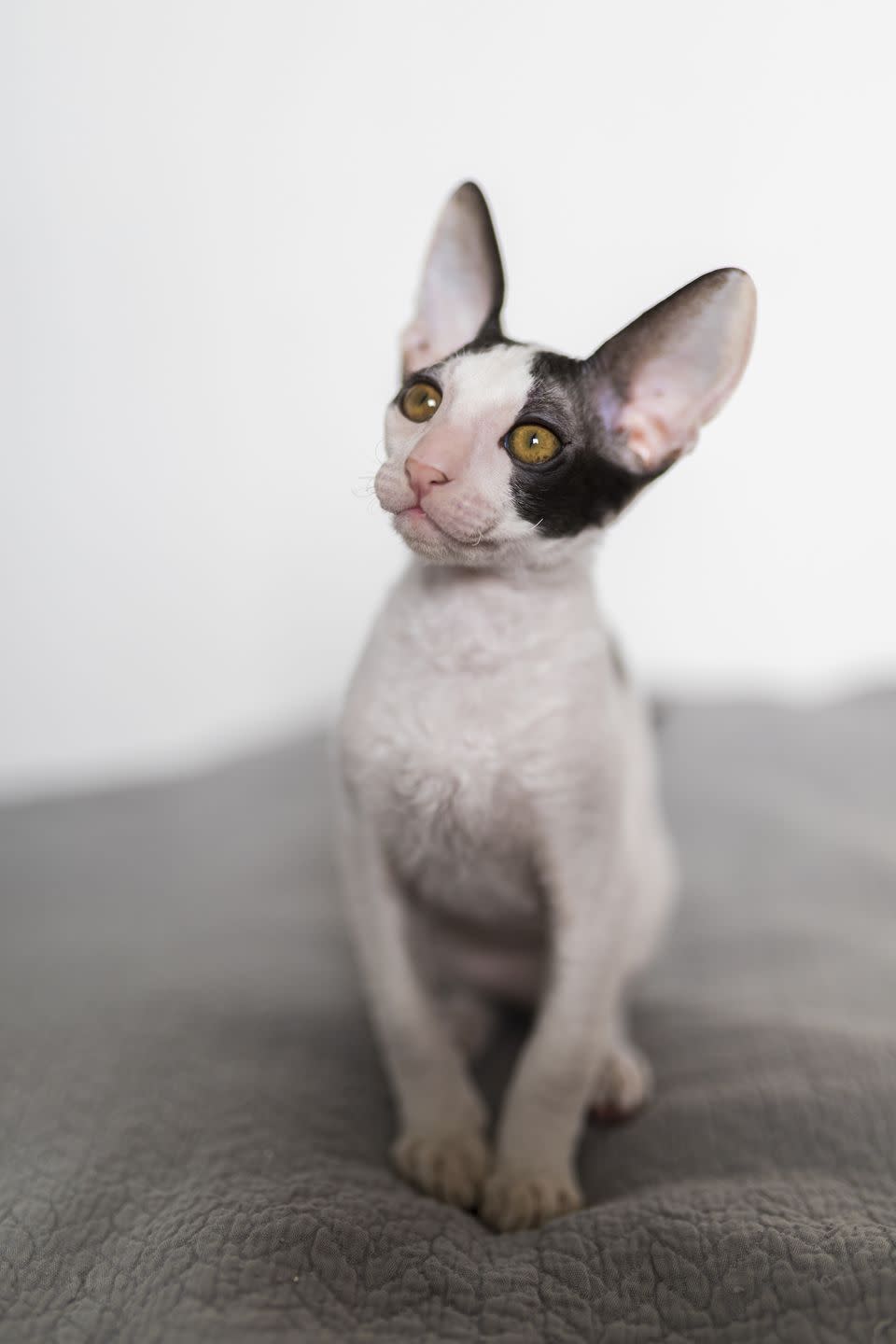 Cornish Rex