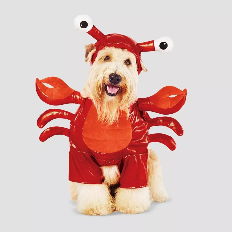 Dog wearing a Lobster Frontal Dog and Cat Costume on a white background