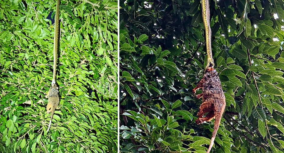 Left, the snake's 12-hour ordeal involved in hanging upside down from its tail, holding the possum in it's mouth (right). 