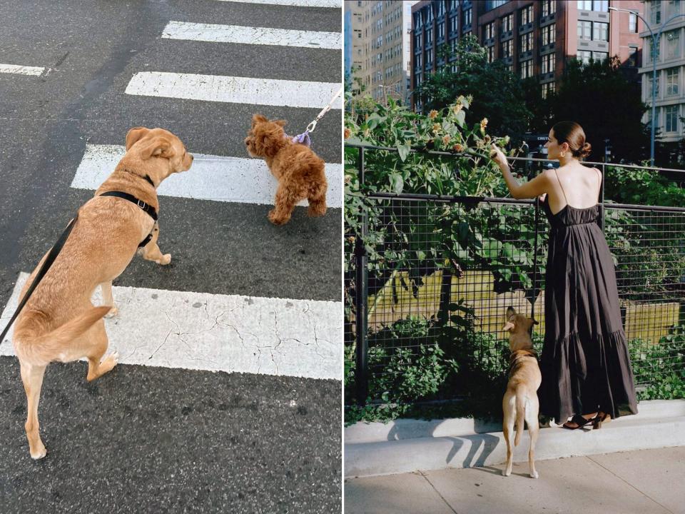 Lauren Singer takes her dog to the park