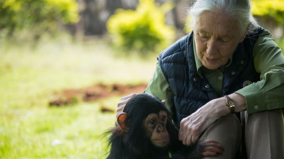 The couple was inspired by renowned primatologist and conservationist Dr. Jane Goodall. - Sumy Sadurni/AFP/Getty Images