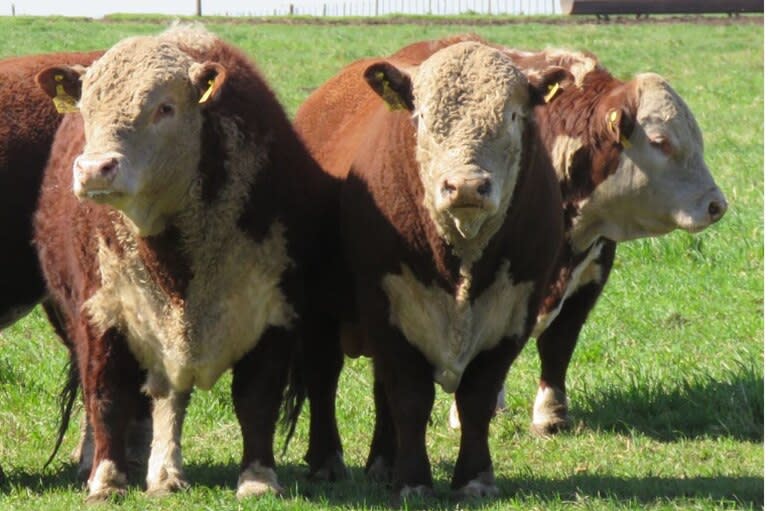 Buen base forrajera, sanidad y genética, pilares en el campo