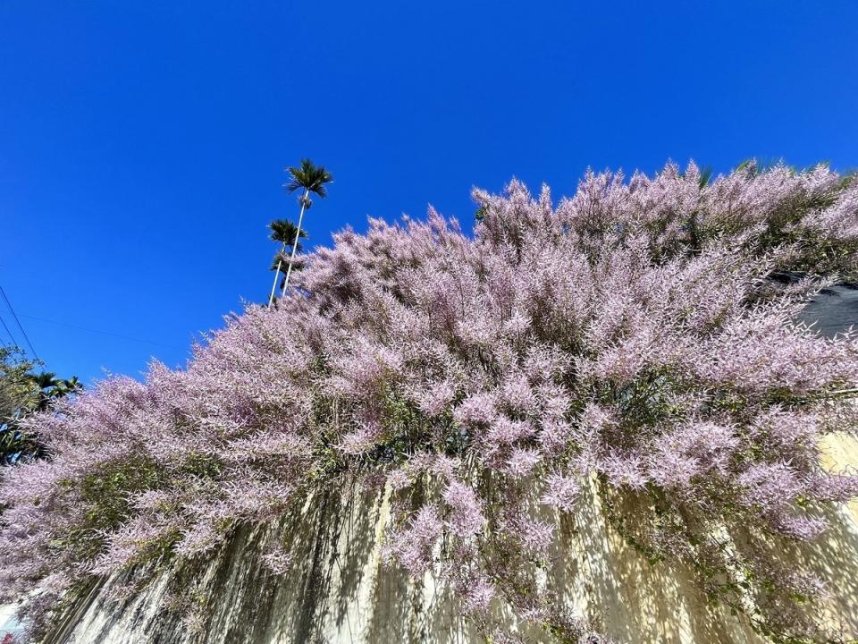 淡紫色的麝香木也在瑞里村沿路綻放，麝香木會散發出淡雅的花香且花叢易親近，非常適合愛拍照的遊客。   圖：取自嘉義縣政府全球資訊網