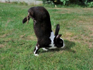 Sauteur d'Alfort rabbits hopping