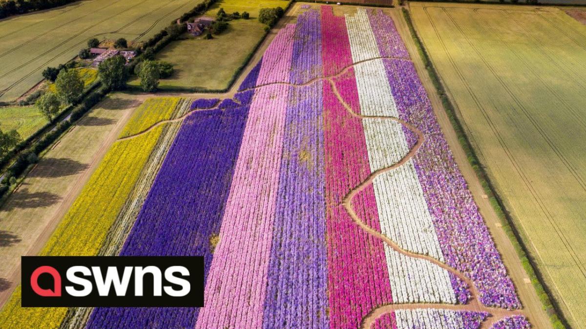 Célèbres champs de confettis britanniques capturés dans une belle floraison