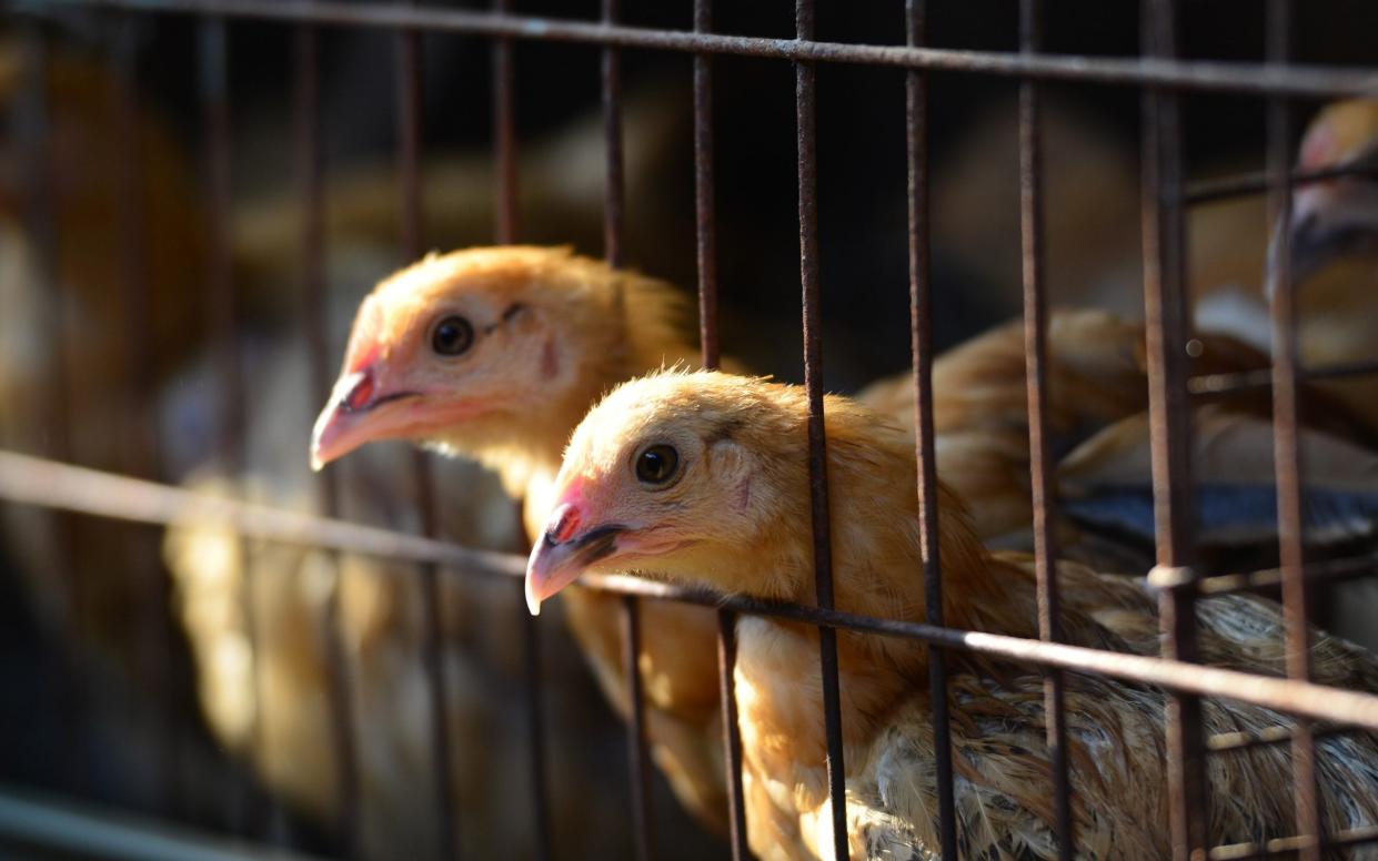 Chickens are seen in a chicken farm in Linquan county in central China - Barcroft Media 