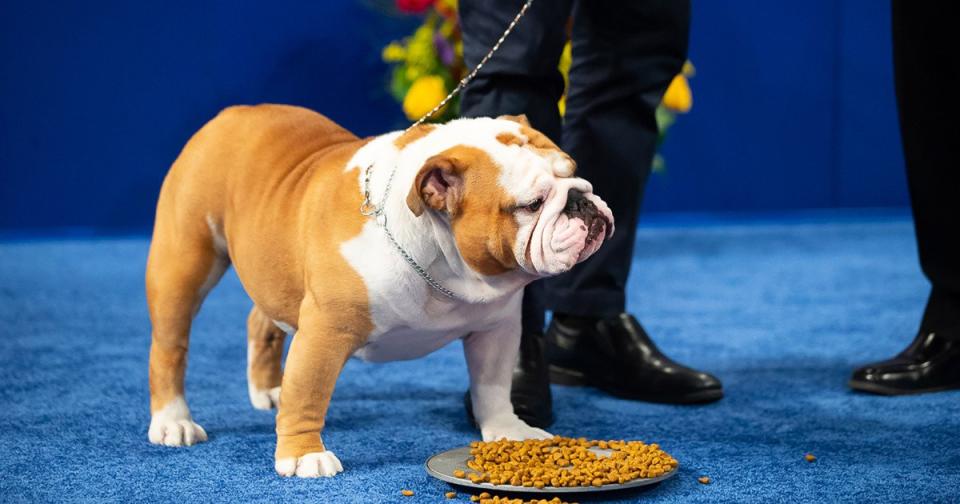 All the Group Winners and Best in Show from the 2019 National Dog Show