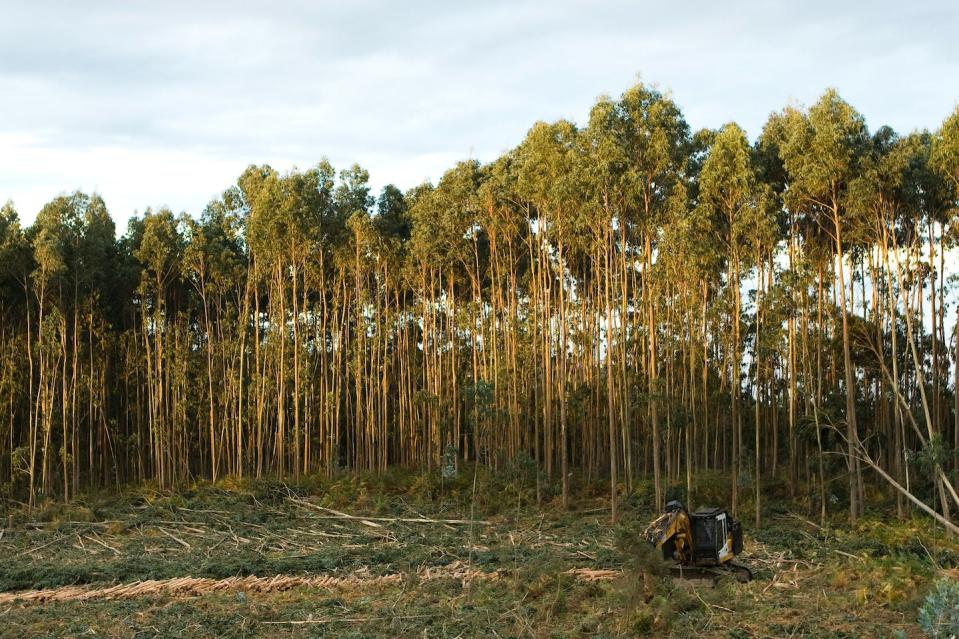 El eucalipto es una de las especies más eficientes en la captura de dióxido de carbono. <a href="https://www.shutterstock.com/es/image-photo/eucalyptus-plantation-excavator-tree-cutting-250077922" rel="nofollow noopener" target="_blank" data-ylk="slk:Tikta Alik / Shutterstock;elm:context_link;itc:0;sec:content-canvas" class="link ">Tikta Alik / Shutterstock</a>