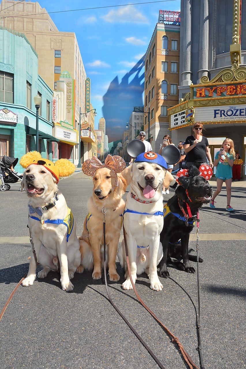 Puppies also love Disneyland. (Photo: CCI)