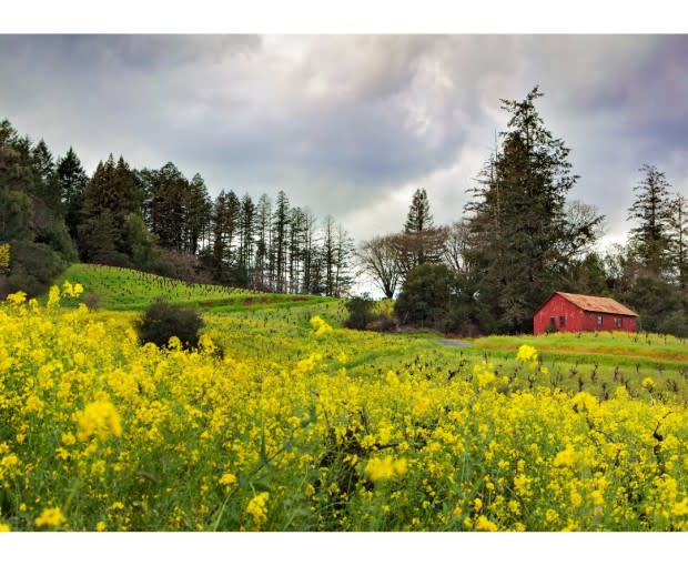 Healdsburg: grapes and mustard at your door. <p>Diane Miller/Getty Images</p>